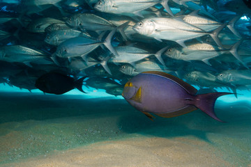 Trevally baitball © leonardogonzalez