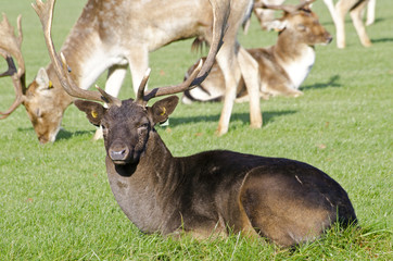 Male adult deer sits on grass.