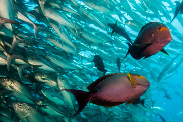 Fototapeta premium surgeonfish