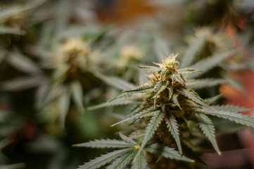 Marihuana flower