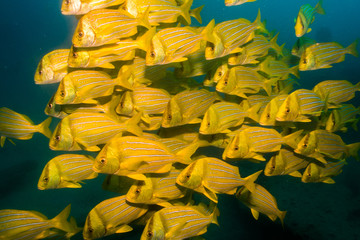 Fototapeta premium Panamic porkfish