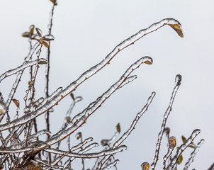 Group of twigs with leaves  engulfed with deep layer of ice