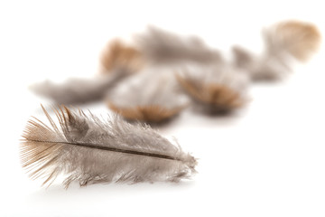 Fototapeta na wymiar pigeon feather on white background