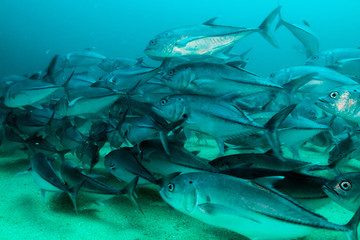 Trevally baitball © leonardogonzalez