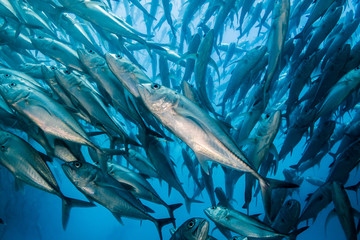 Trevally baitball © leonardogonzalez