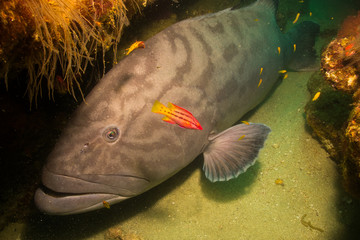 Fototapeta premium Sea of cortez groupers