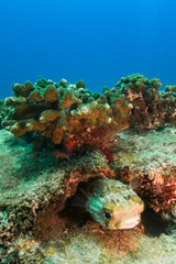Naklejka na ściany i meble The reef at the sea of cortez