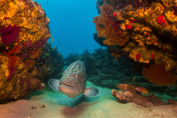 Sea of cortez groupers