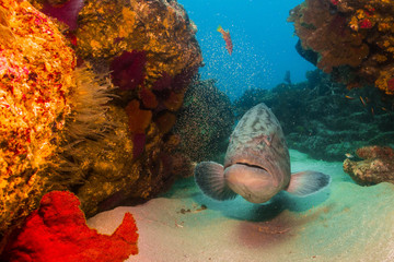 Fototapeta premium Sea of cortez groupers