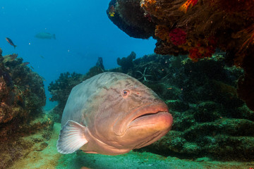 Fototapeta premium Sea of cortez groupers