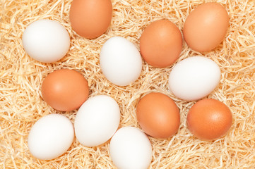 Weiße und braune Eier im Nest, Eierproduktion, Lebensmittel