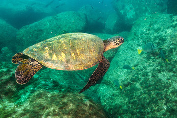 Obraz na płótnie Canvas Green turtle