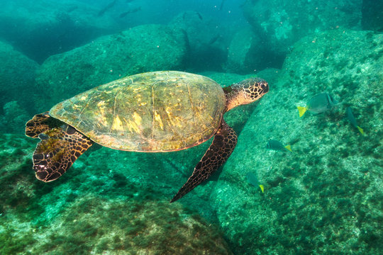 Green turtle