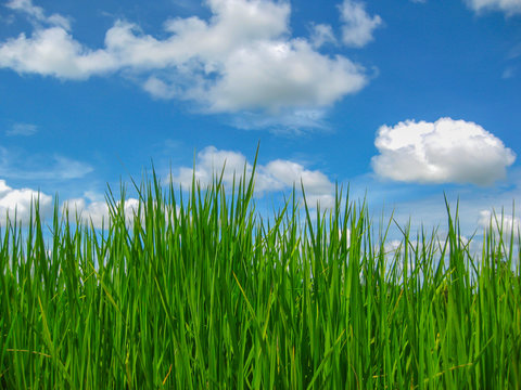 sky, grass