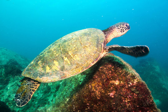 Green turtle