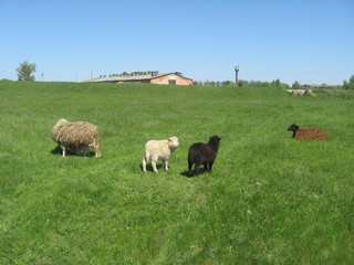 Naklejka na ściany i meble Sheep grazing on the grass