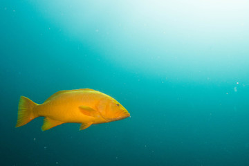 Sea of cortez groupers