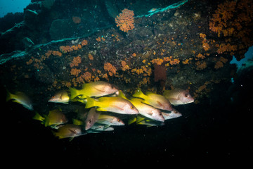 The reef at the sea of cortez