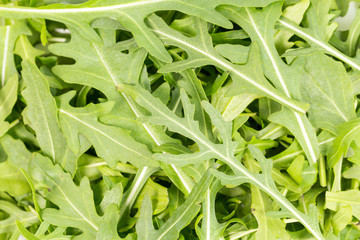 Fototapeta premium close-up on the heap of rucola