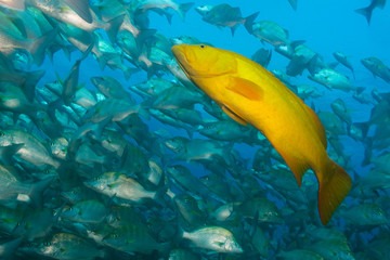 Fototapeta premium Sea of cortez groupers