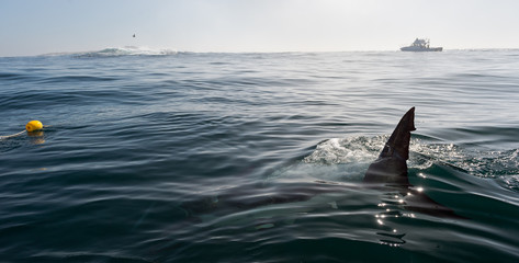 Obraz premium Płetwa rekina nad wodą