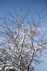 Fototapeta na wymiar snow on the bare branches of a tree