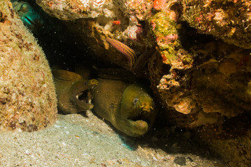 Fototapeta premium moray eel, Cabo Pulmo
