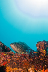 Obraz na płótnie Canvas The reef at the sea of cortez