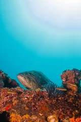 The reef at the sea of cortez © leonardogonzalez