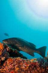 The reef at the sea of cortez © leonardogonzalez