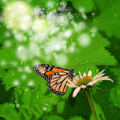 Fototapeta premium abstract spring background with flower and butterfly