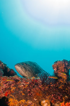 The reef at the sea of cortez