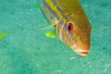 Fototapeta premium Goatfish