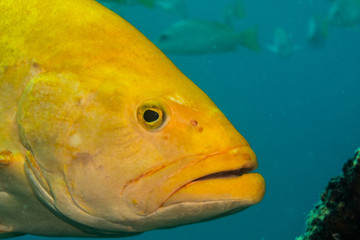 Fototapeta premium Sea of cortez groupers