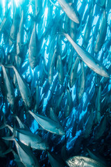 Trevally baitball © leonardogonzalez