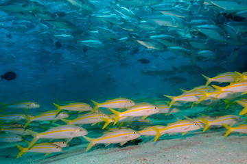 Fototapeta premium Goatfish