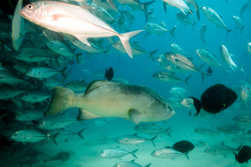 Fototapeta premium Sea of cortez groupers