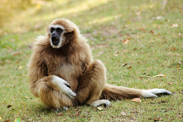 lar gibbon