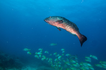 Sea of cortez groupers