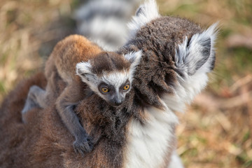 Ring tailed lemur catta