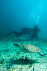 Divers and wildlife