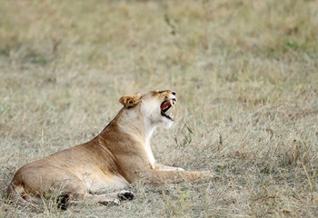 A lioness opening her mouth
