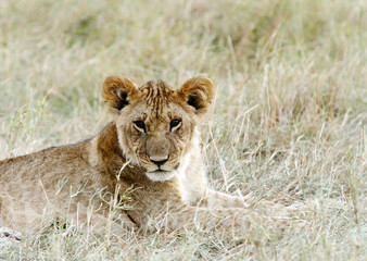 A beautiful portrait of lion cub