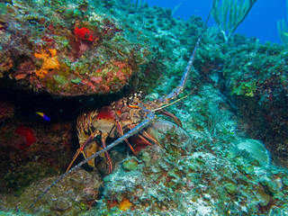 Caribbean Spiny lobster - obrazy, fototapety, plakaty