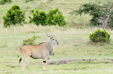 A Beautiful Giant Eland antelope