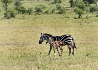 Obraz premium Beautiful zebras with a baby