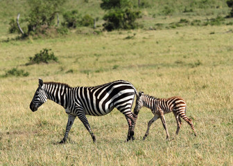 Fototapeta na wymiar Dziecko zebra spaceru wraz z matką