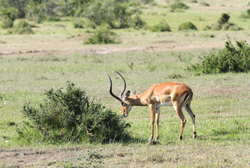 A beautiful Impala near a bush