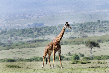 A beautiful Giraffes and its habitat