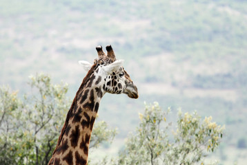 A beautiful tall Giraffe